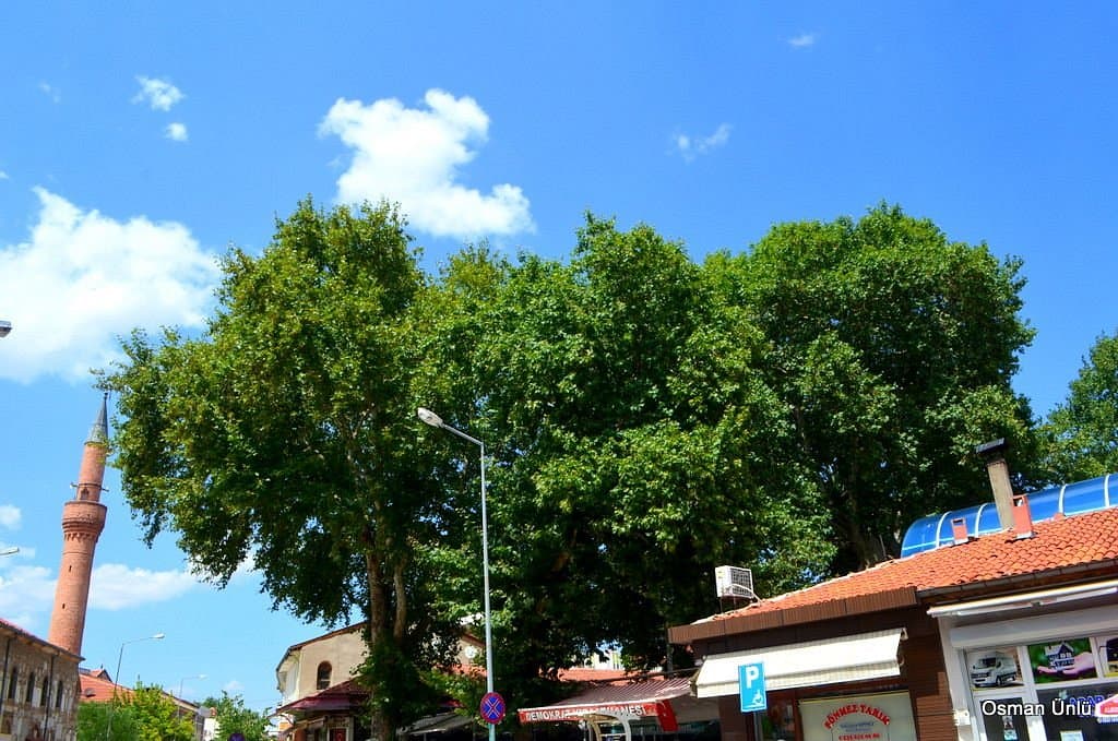 Исторический платан