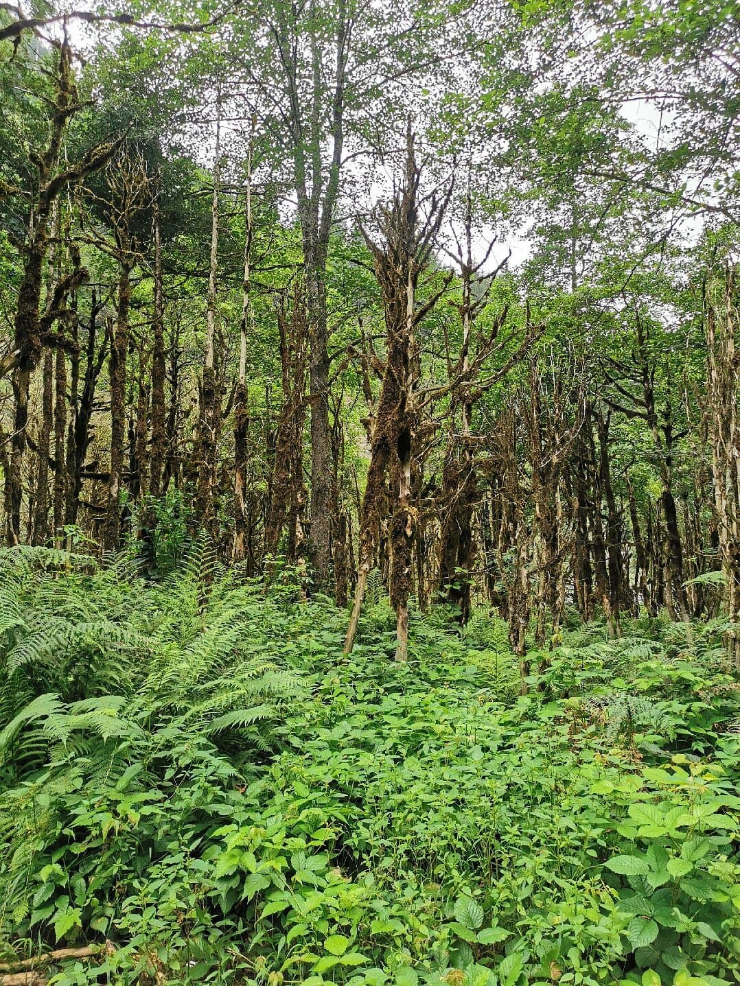 Simsir Ormanı Boxwood Forest cover image