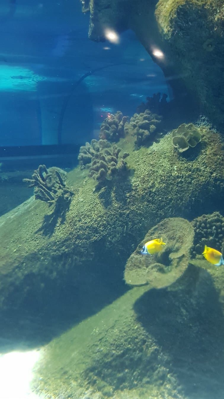 Аквариум Aqua Vega